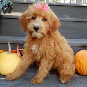 Trixie, Mini Goldendoodle Puppy